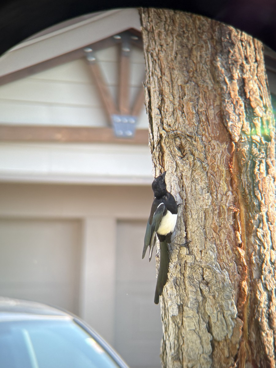 Black-billed Magpie - ML641227217