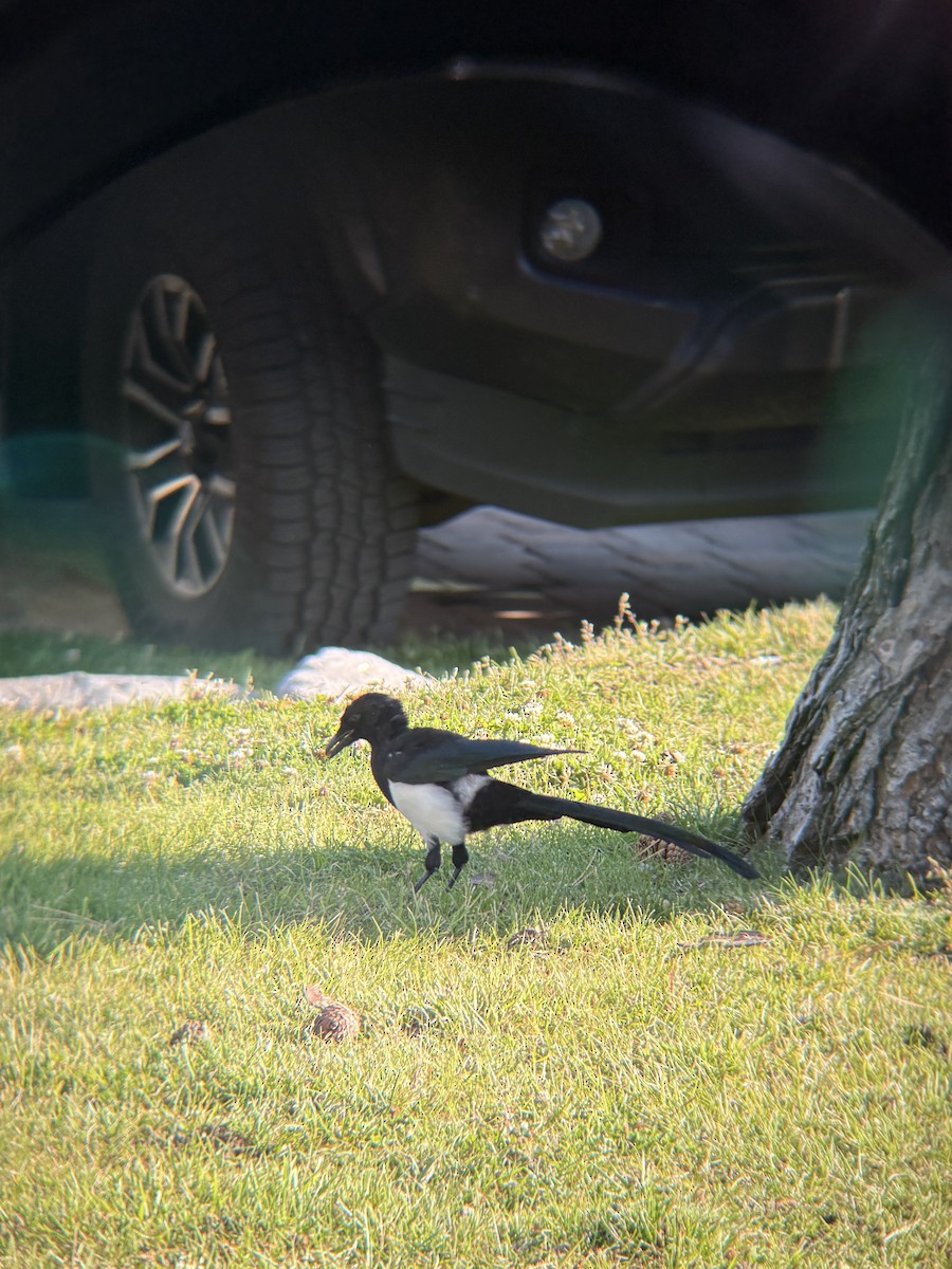 Black-billed Magpie - ML641227218
