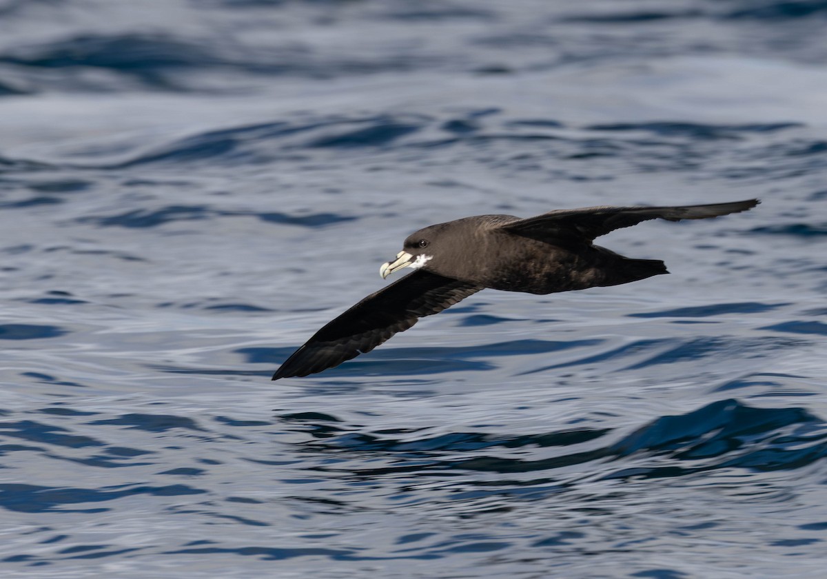 White-chinned Petrel - ML641227266