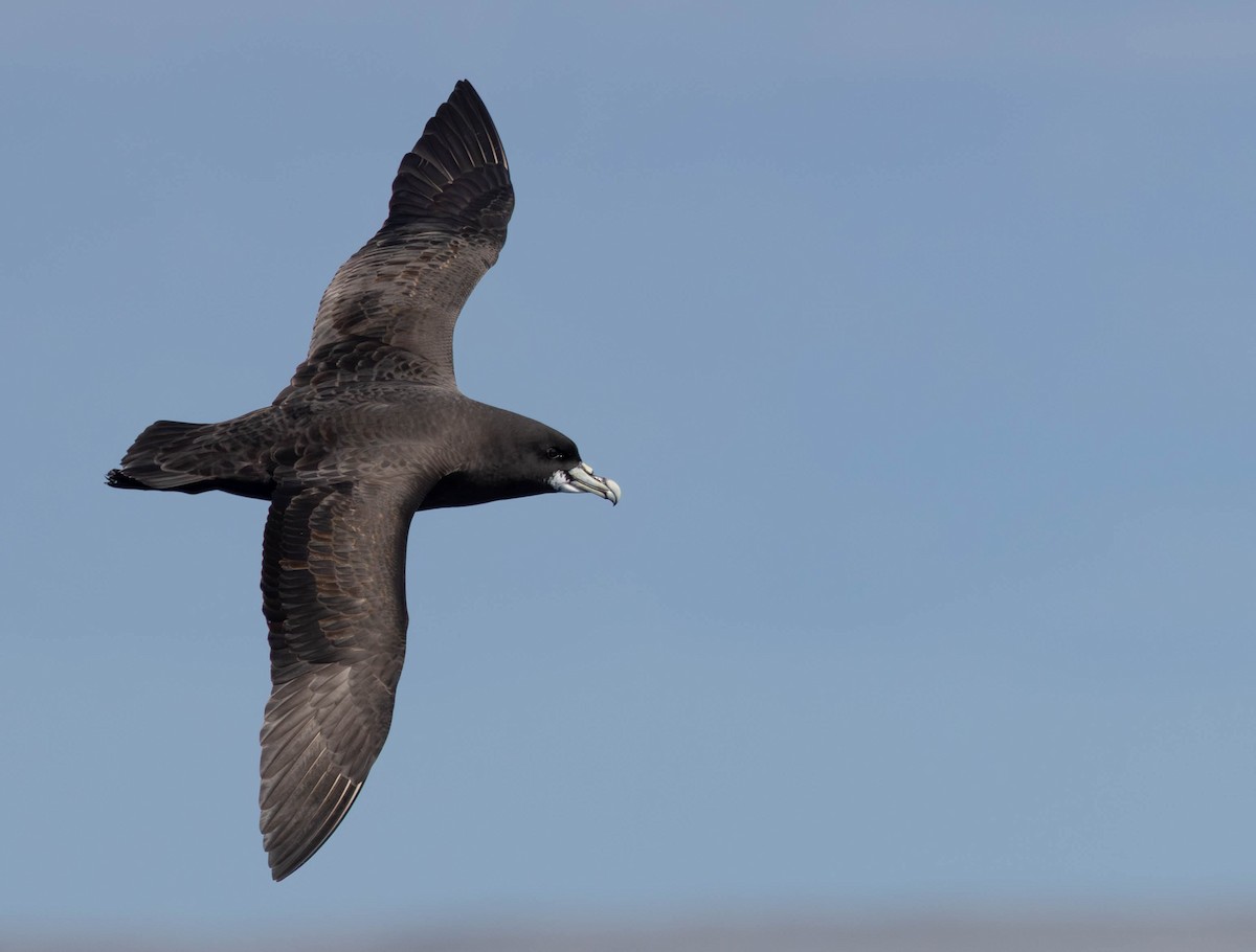 White-chinned Petrel - ML641227267