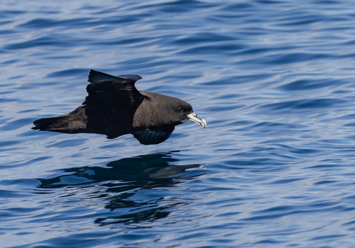 White-chinned Petrel - ML641227268