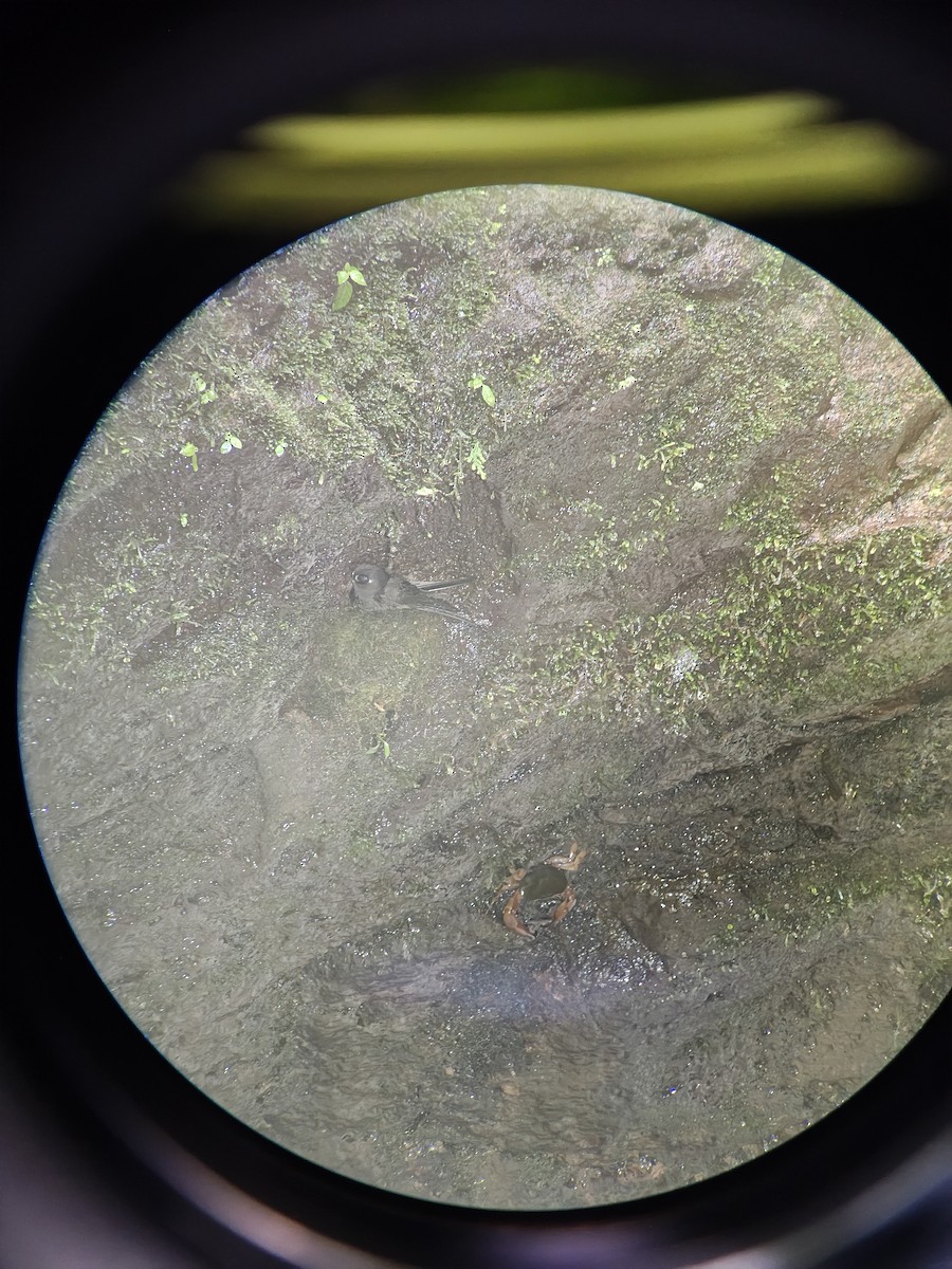 Spot-fronted Swift - ML641227311