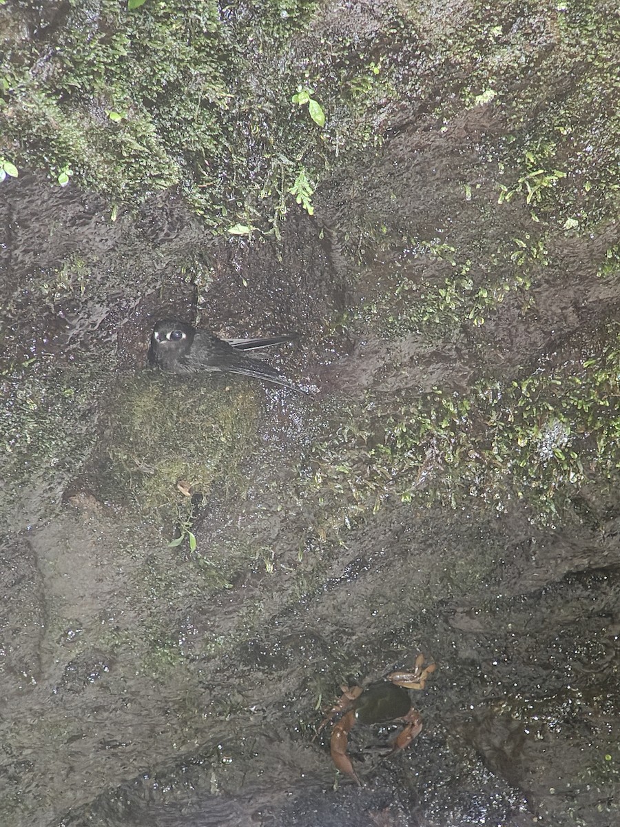 Spot-fronted Swift - ML641227318