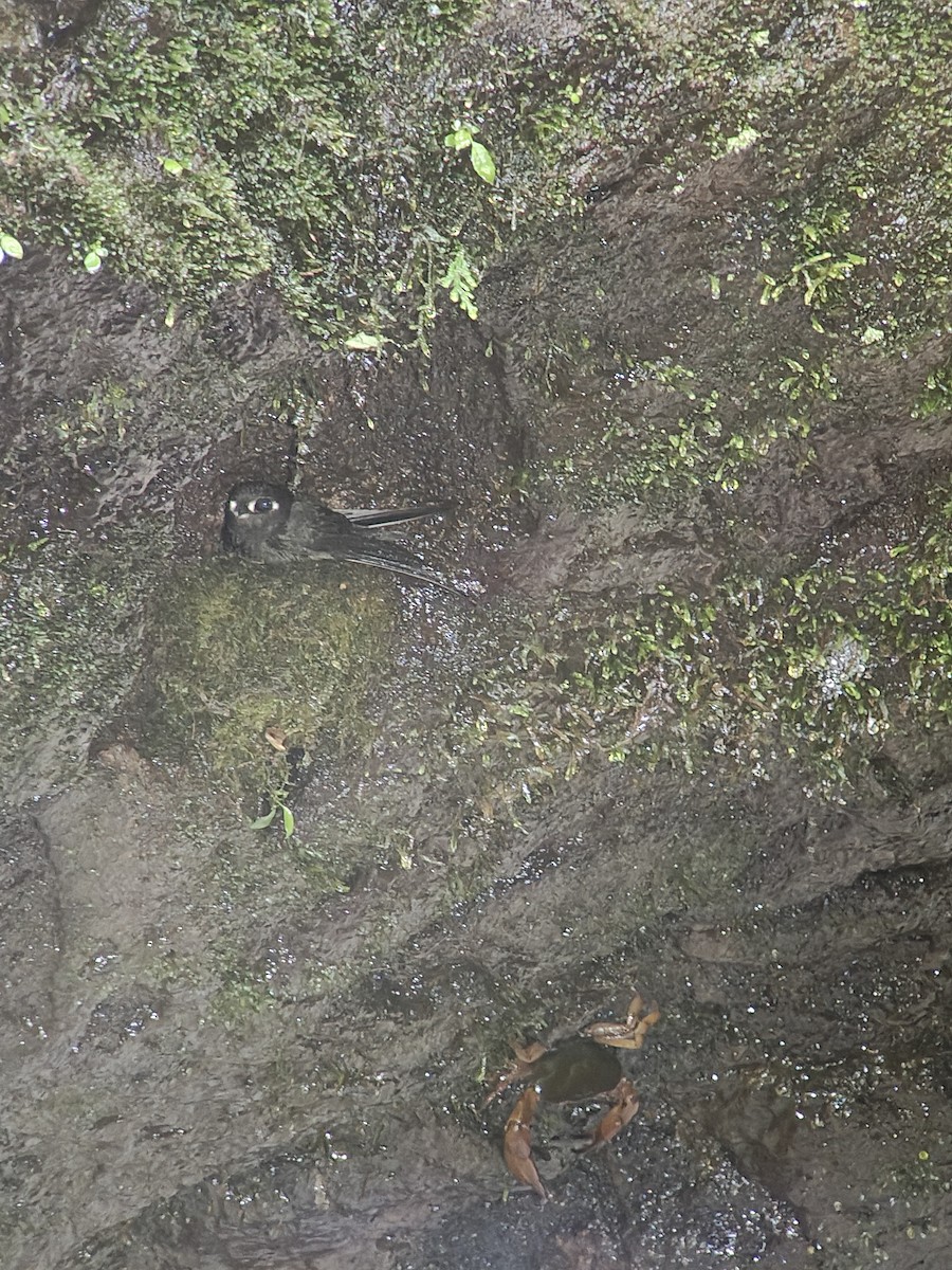 Spot-fronted Swift - ML641227331