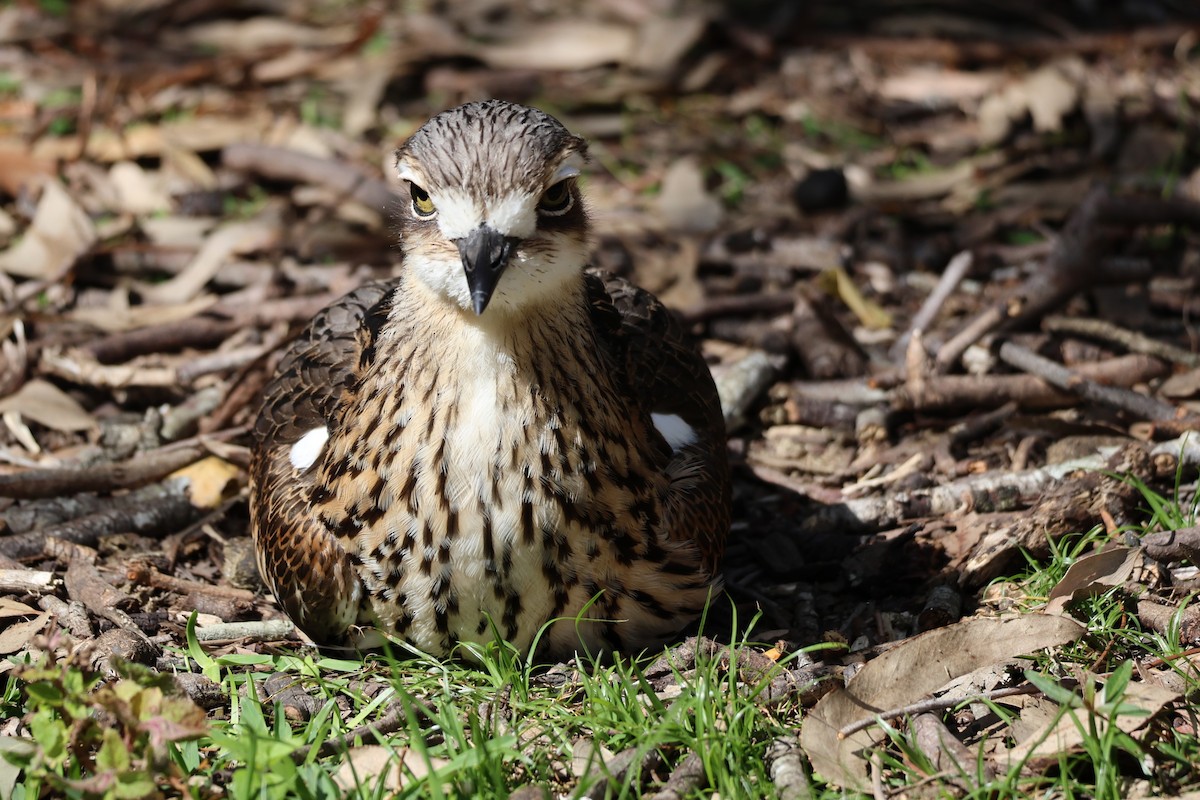 Bush Thick-knee - ML641227370