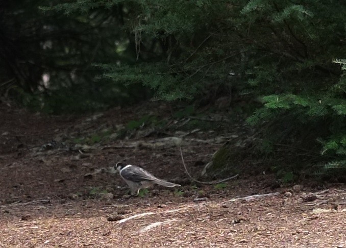 Canada Jay - ML641227437