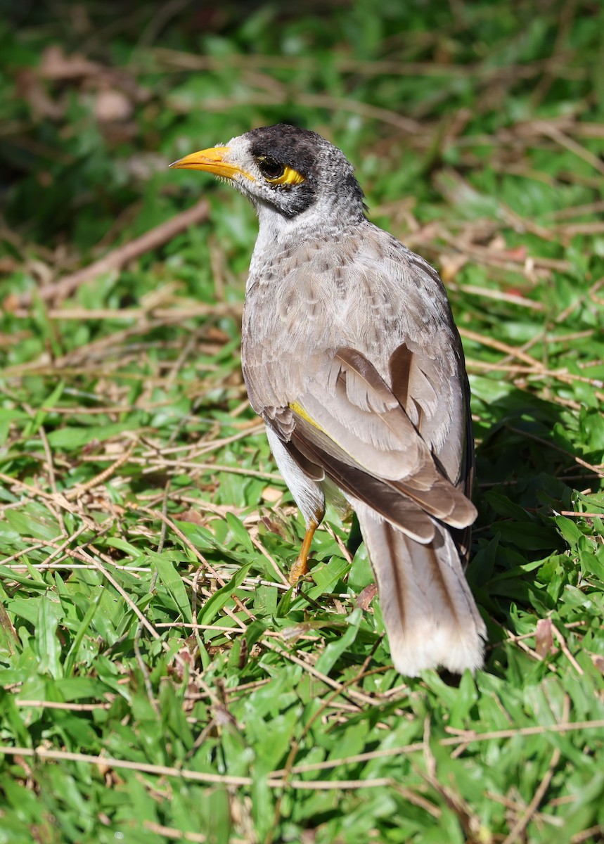 Noisy Miner - ML641227456