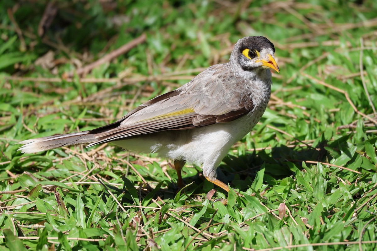 Noisy Miner - ML641227457