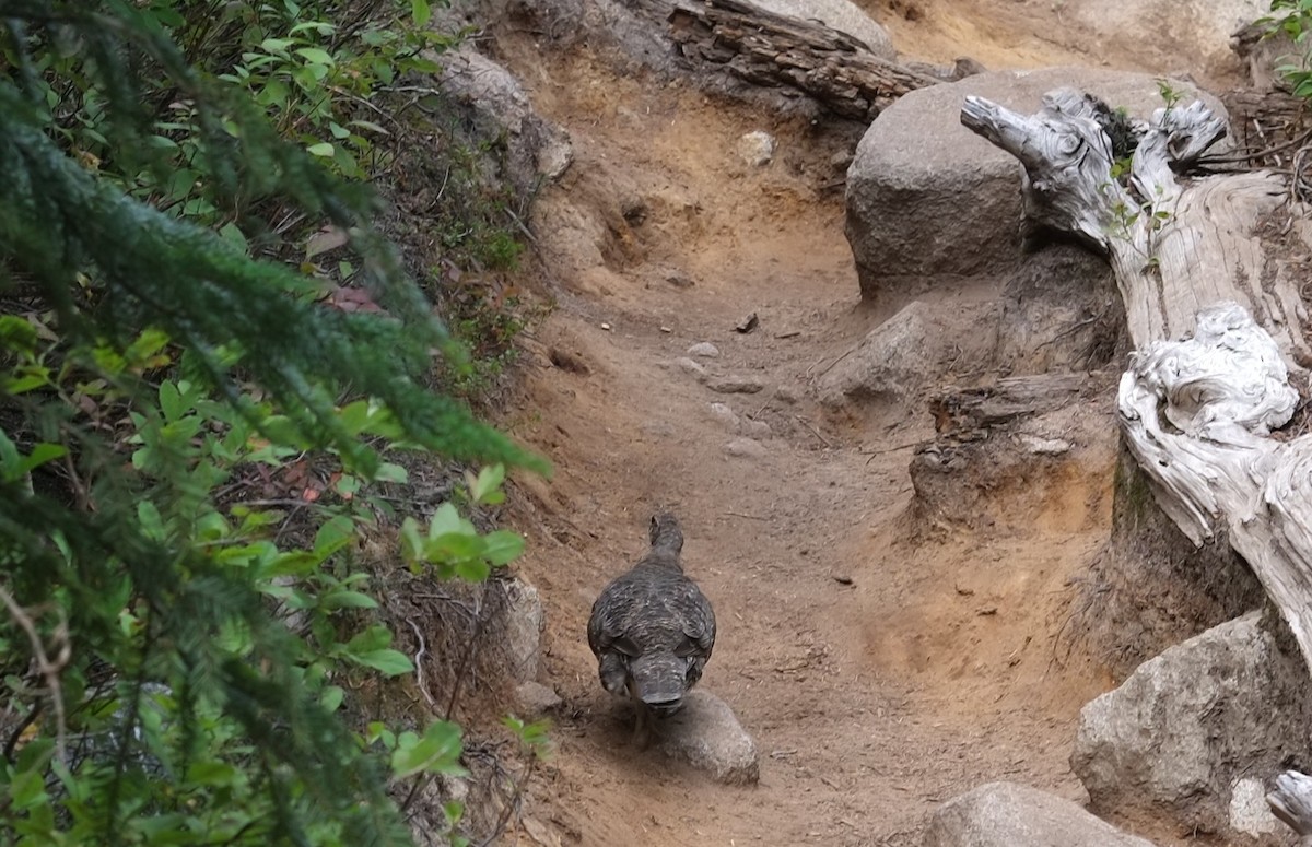 Sooty Grouse - ML641227475