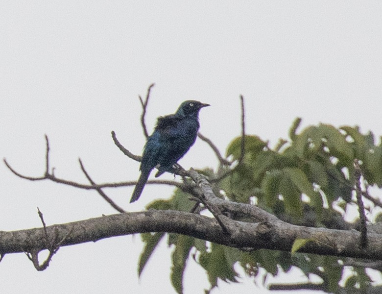 Splendid Starling - ML641227486