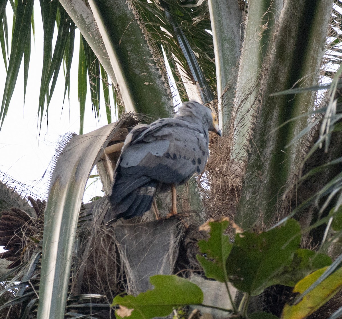 African Harrier-Hawk - ML641227499