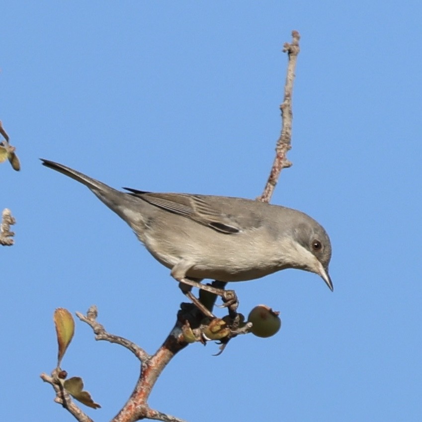Rüppell's Warbler - ML641227508