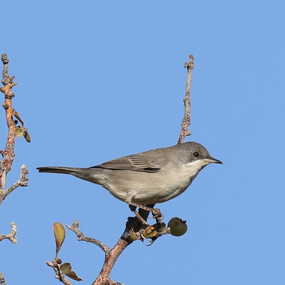 Rüppell's Warbler - ML641227509