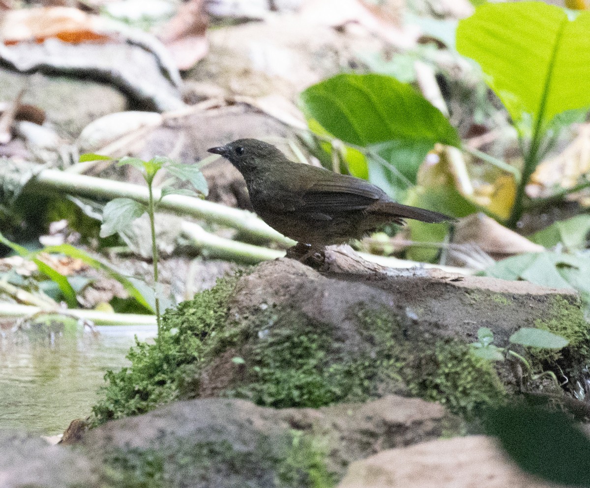 Little Greenbul - ML641227510