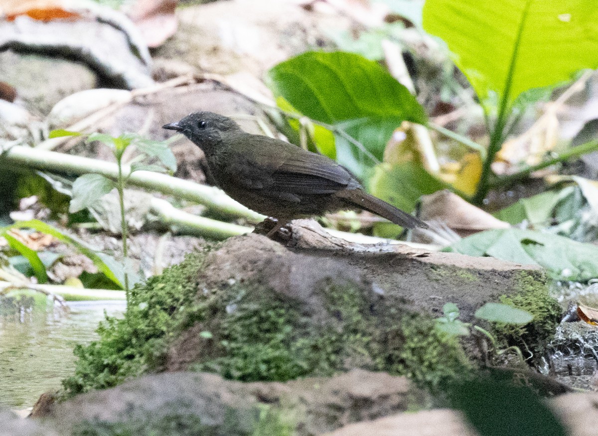 Little Greenbul - ML641227514