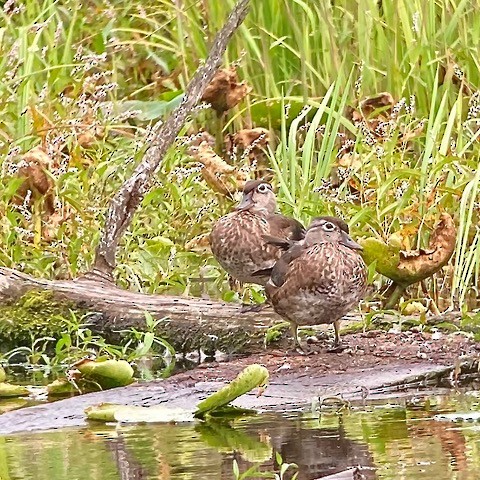 Wood Duck - ML641227516