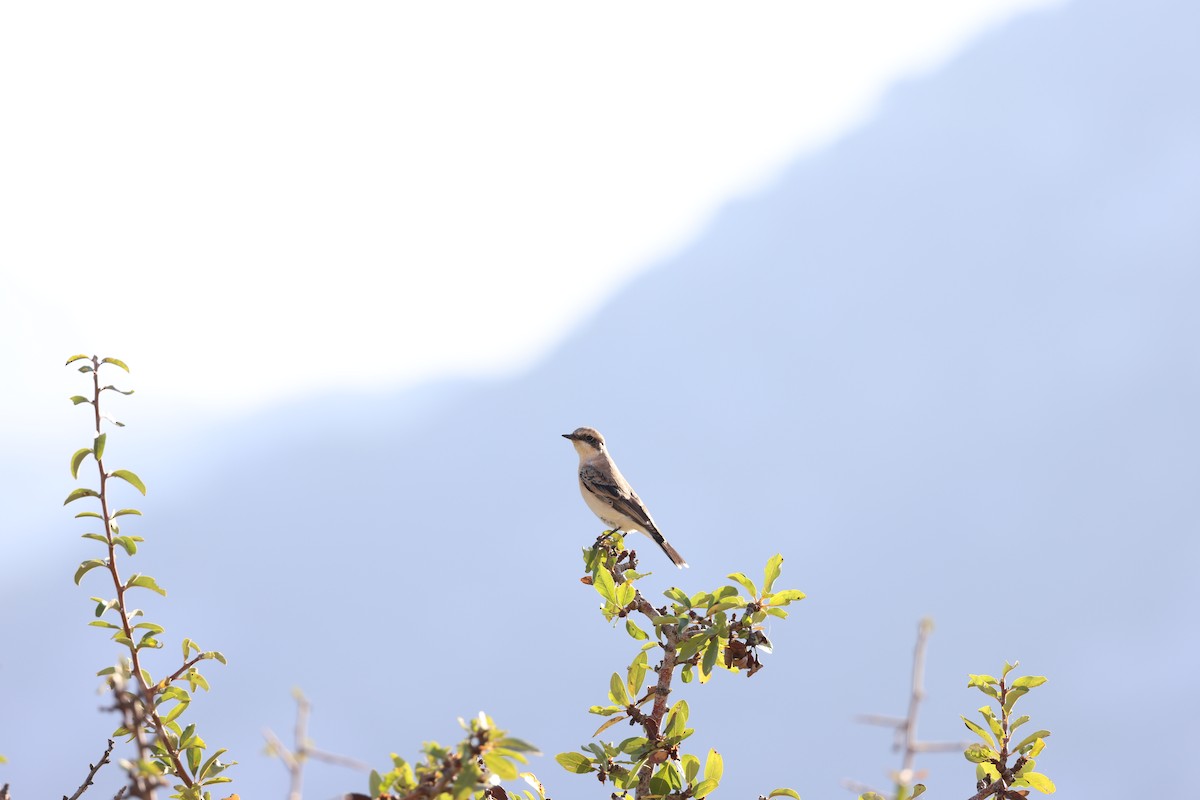 Eastern Black-eared Wheatear - ML641227517