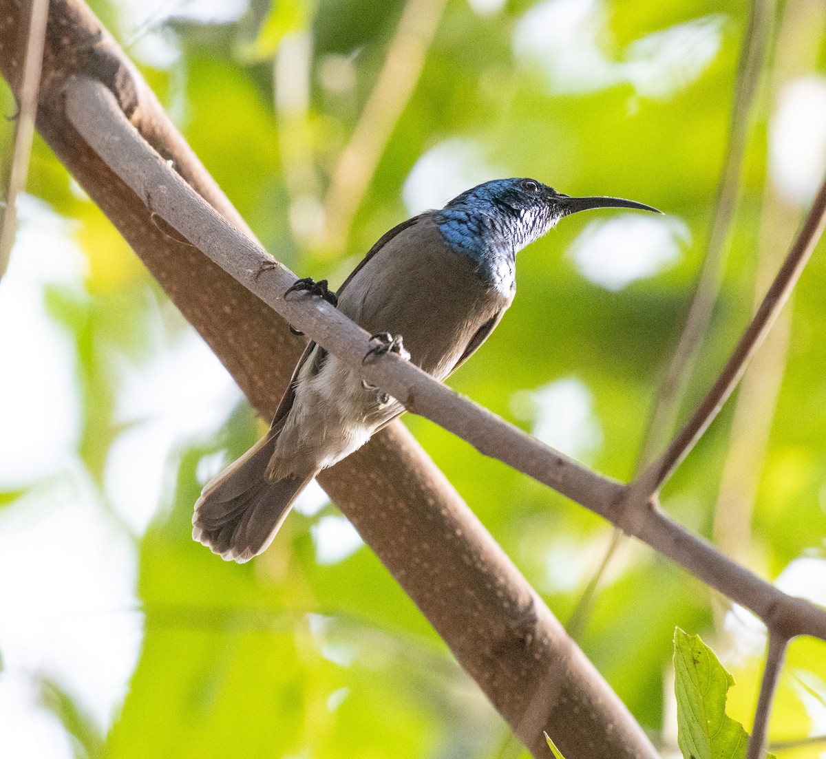 Green-headed Sunbird (Green-headed) - ML641227525
