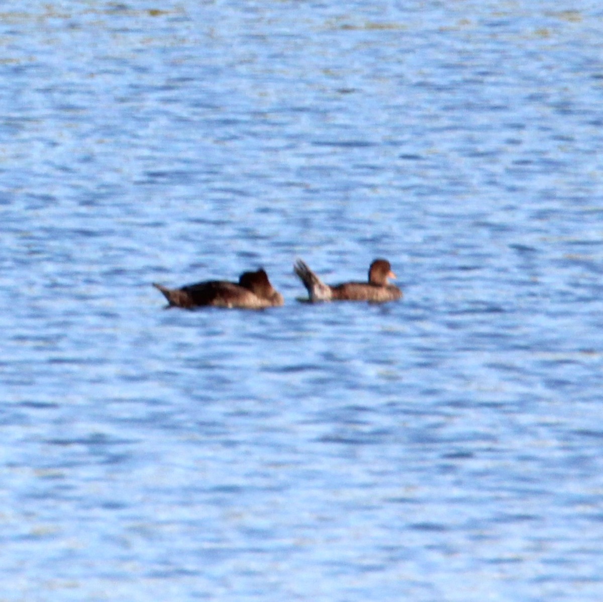 Hooded Merganser - ML641227526