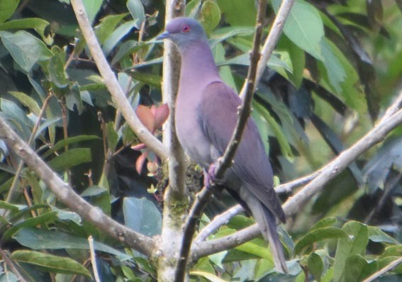 Pale-vented Pigeon - ML641227535