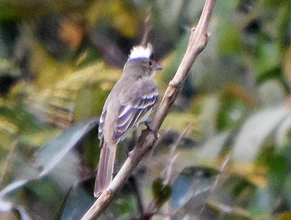Mottle-backed Elaenia - ML641227562