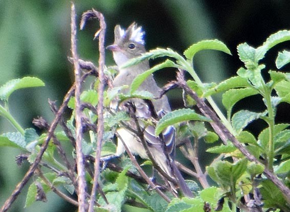 Mottle-backed Elaenia - ML641227566