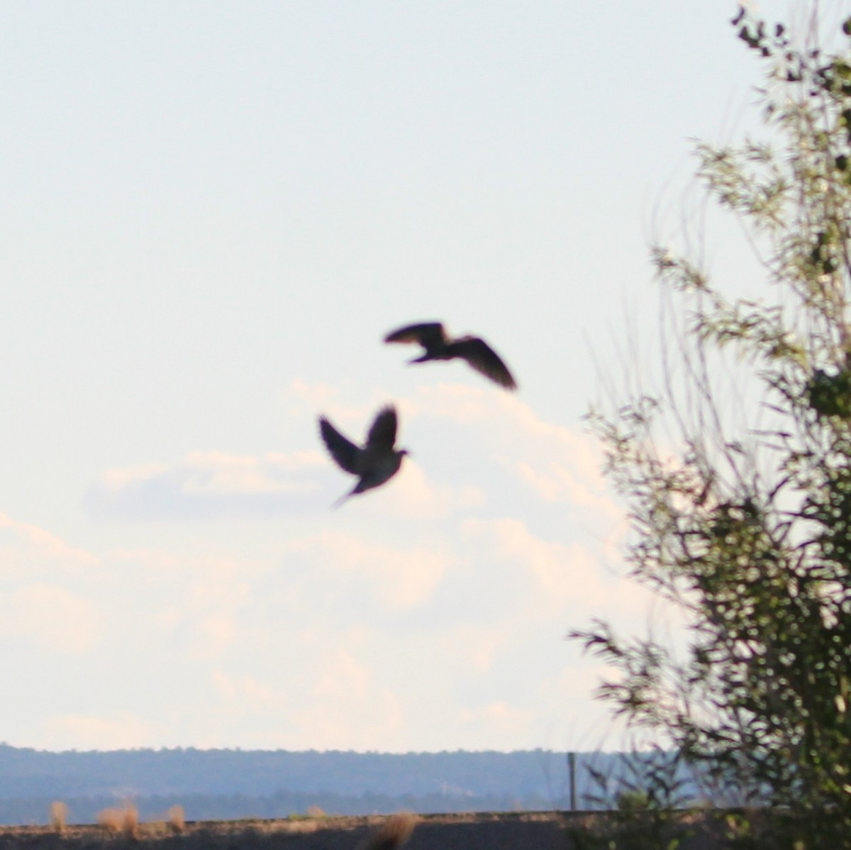 Mourning Dove - ML641227573