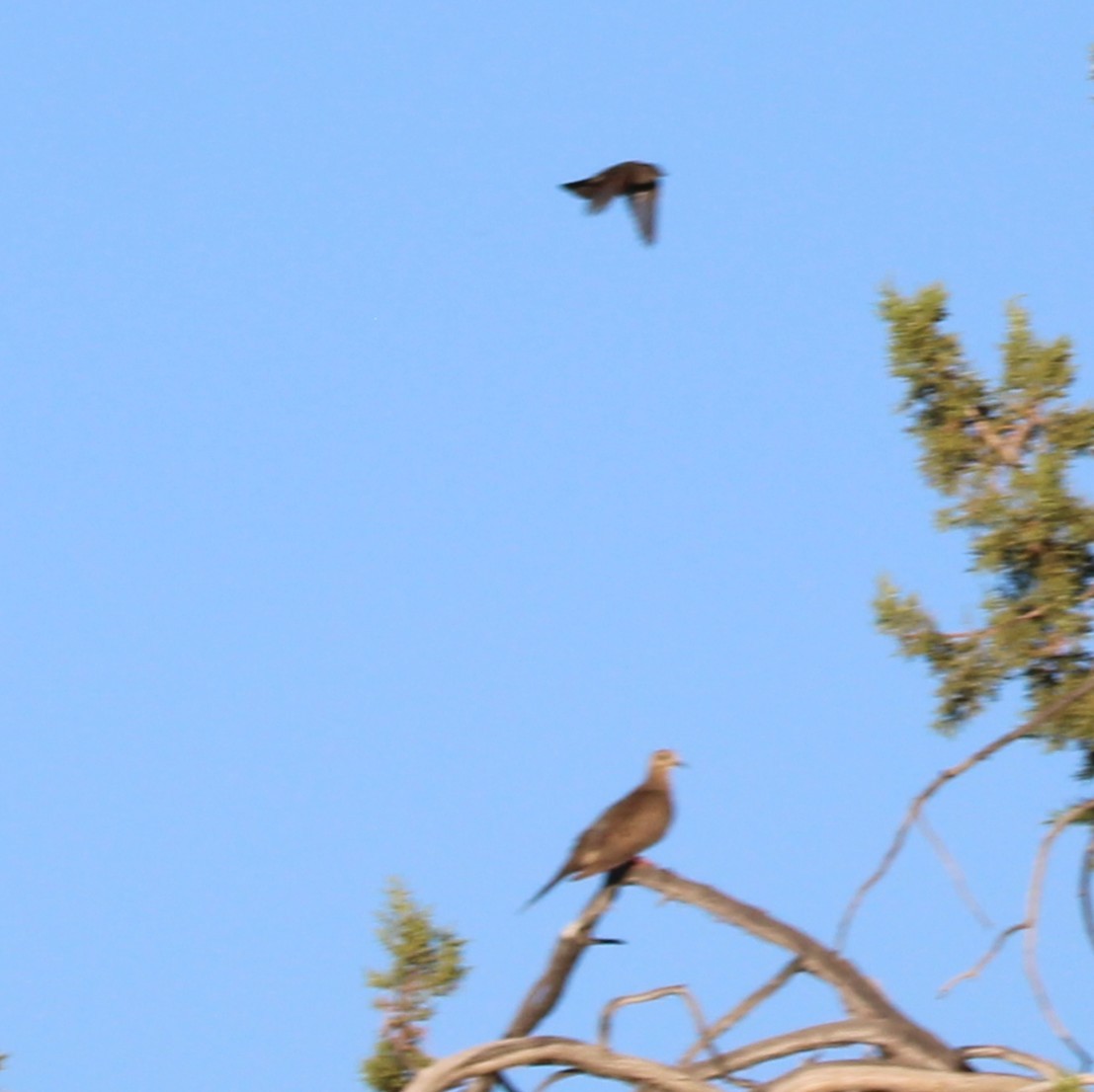 Mourning Dove - ML641227574