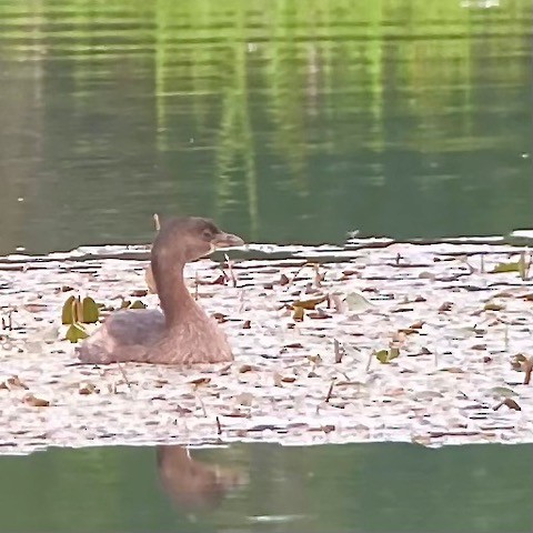 Pied-billed Grebe - ML641227588