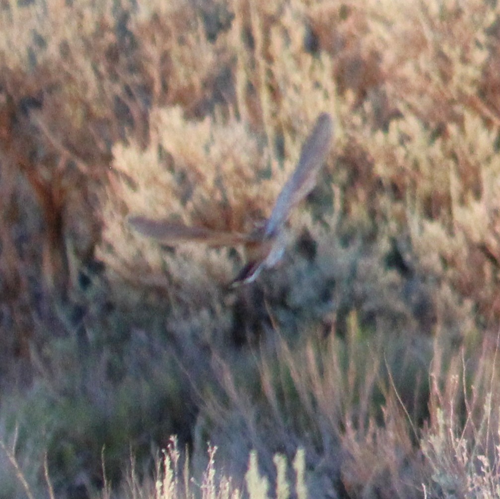 Sagebrush Sparrow - ML641227606