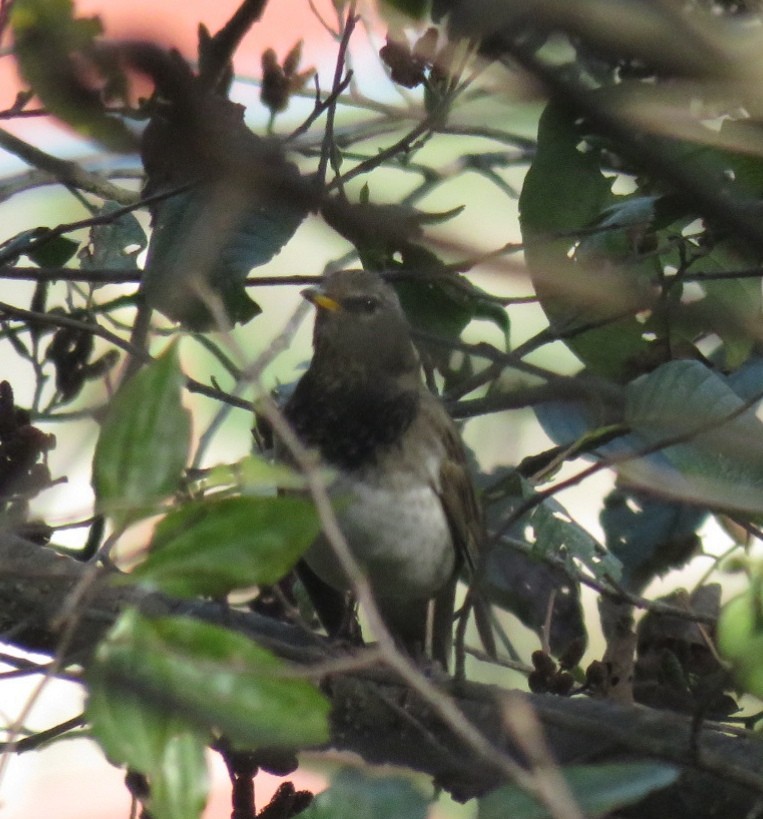 Black-throated Thrush - ML641227630