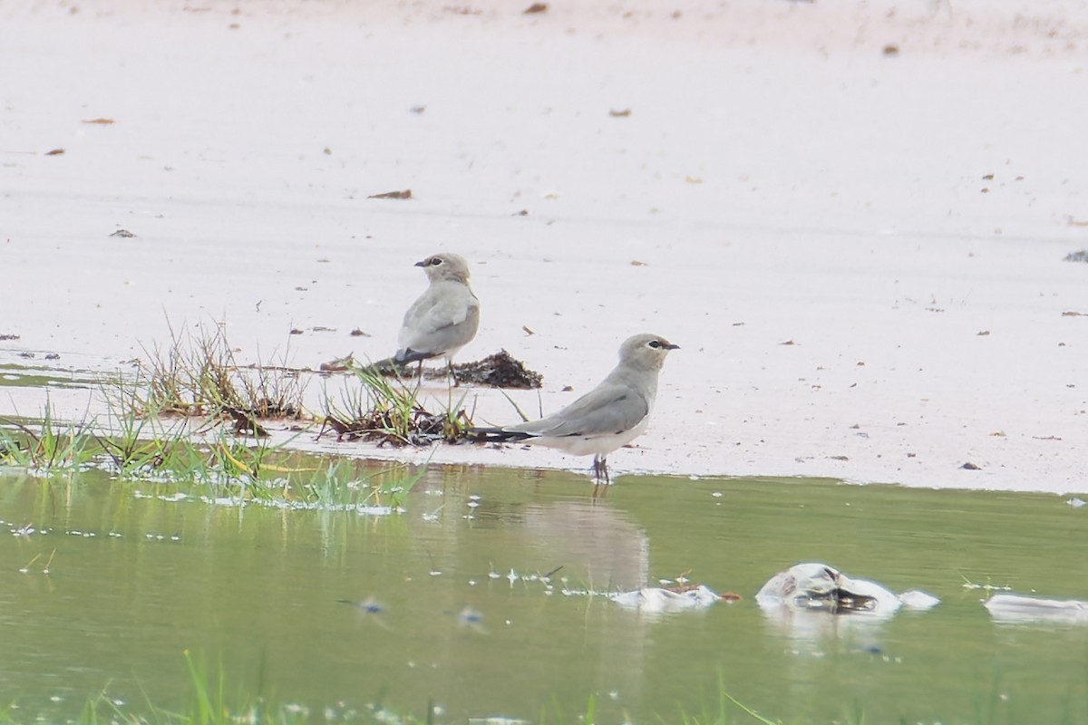 Small Pratincole - ML641227631
