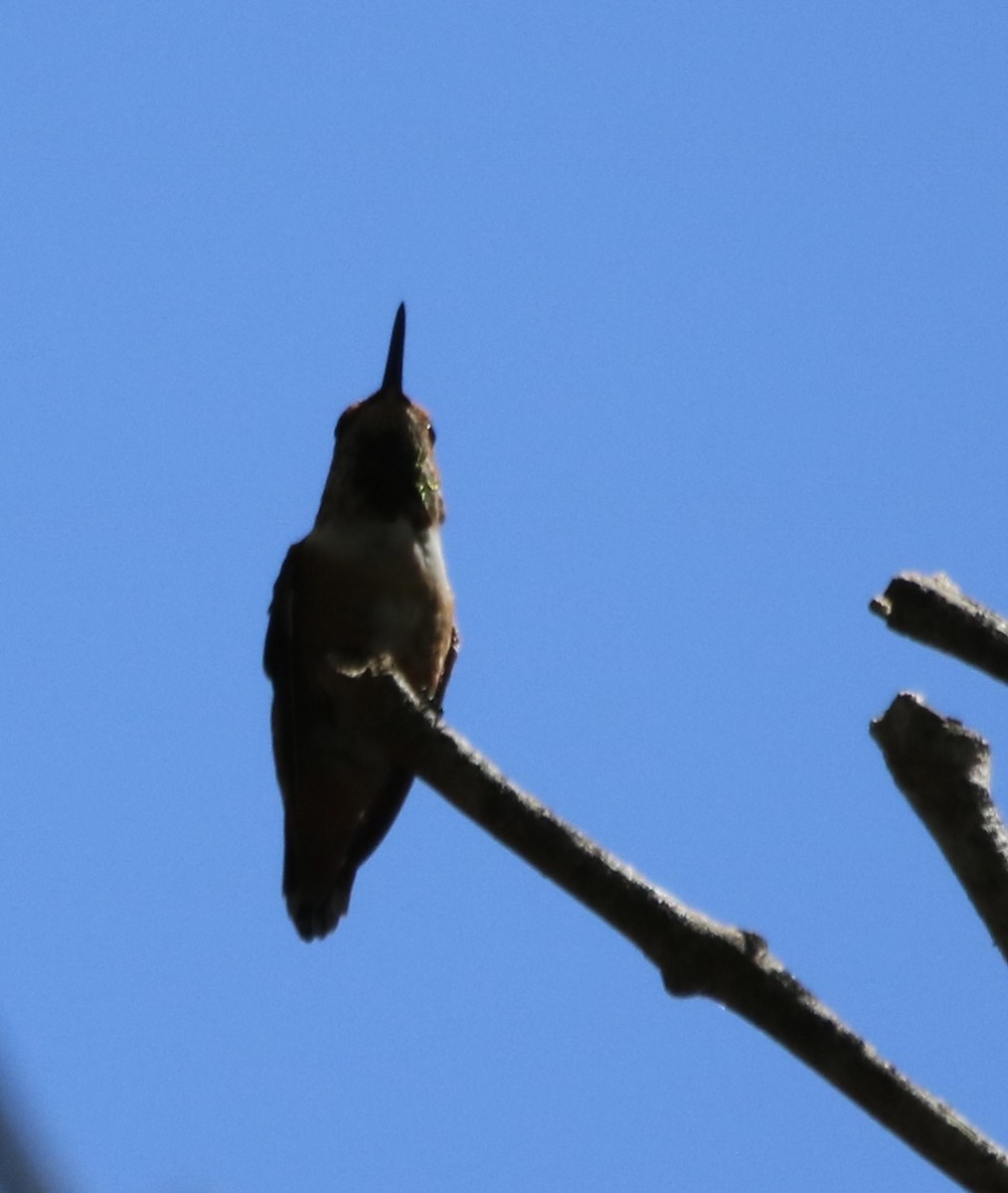 Allen's Hummingbird - ML641227645