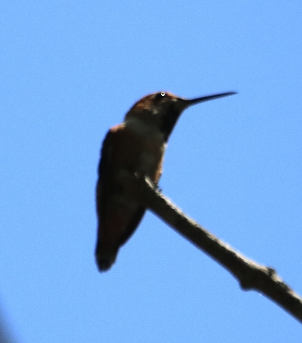 Allen's Hummingbird - ML641227646