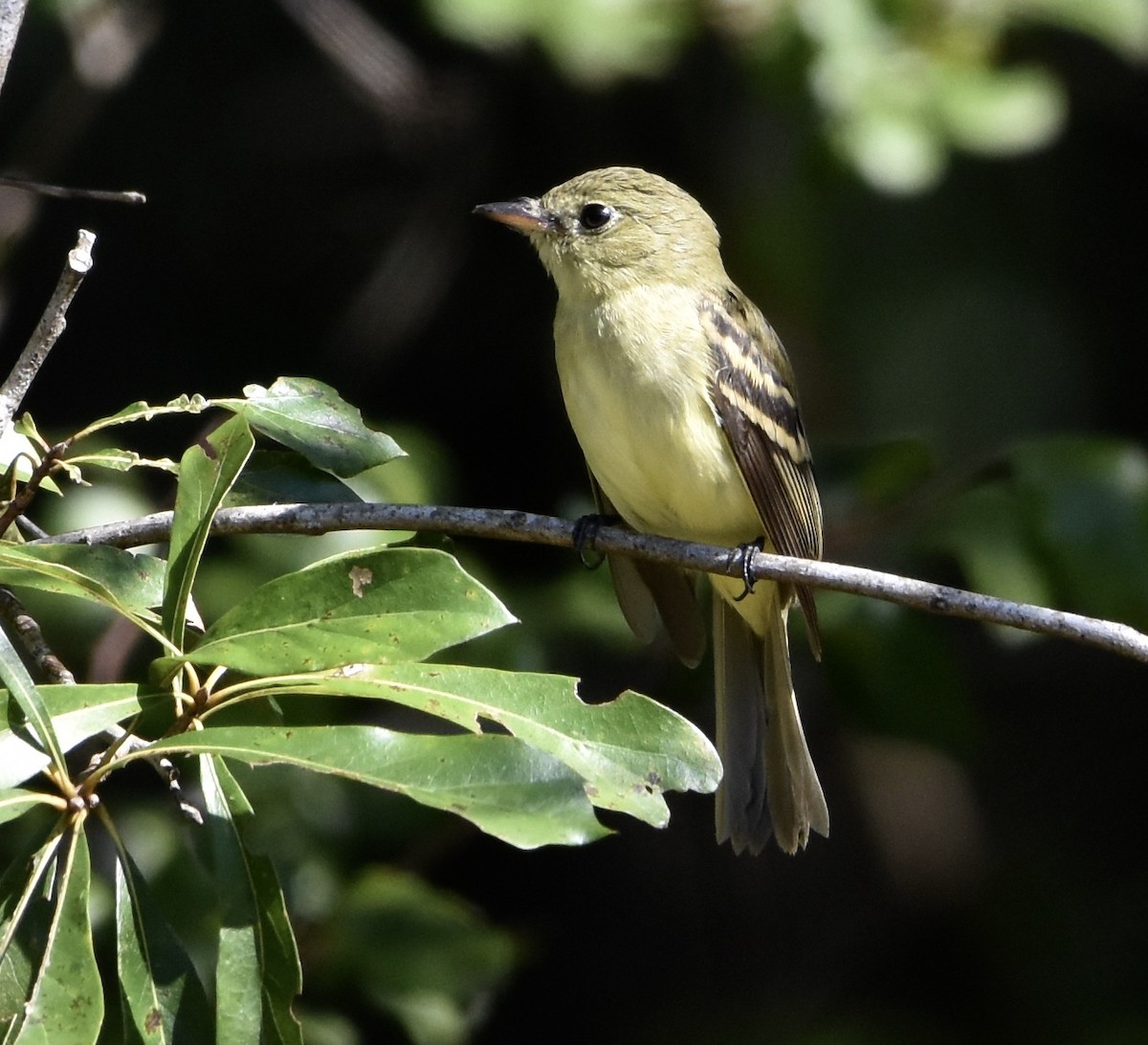 Mosquero Verdoso - ML641227673