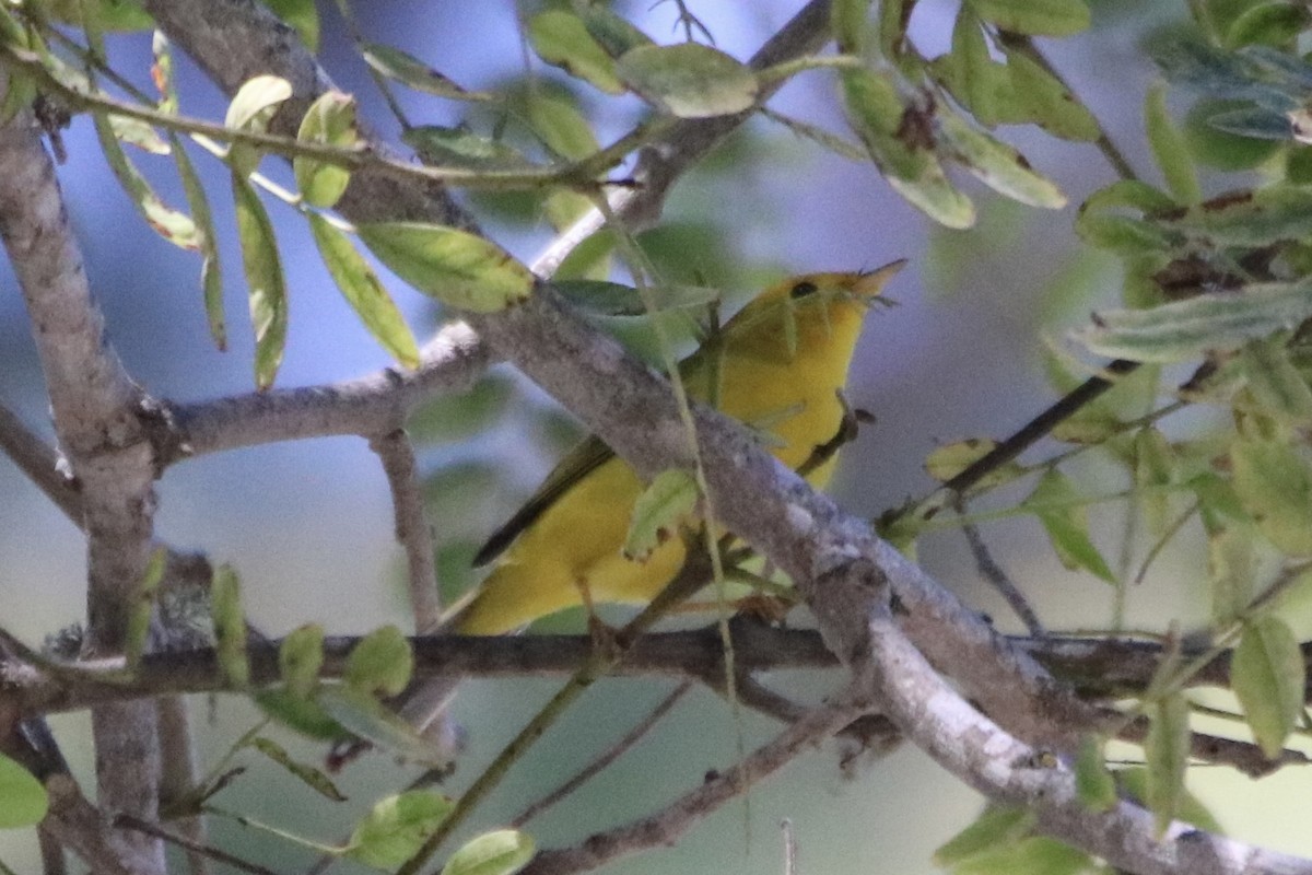 lesňáček čepičatý (ssp. chryseola) - ML641227674