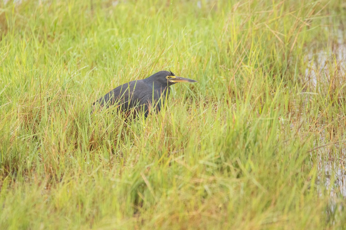 Rufous-bellied Heron - ML641227697