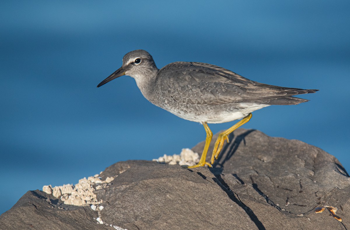 alaskavandresnipe - ML641227714