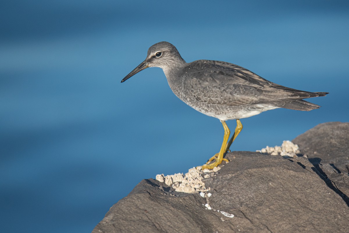 alaskavandresnipe - ML641227715