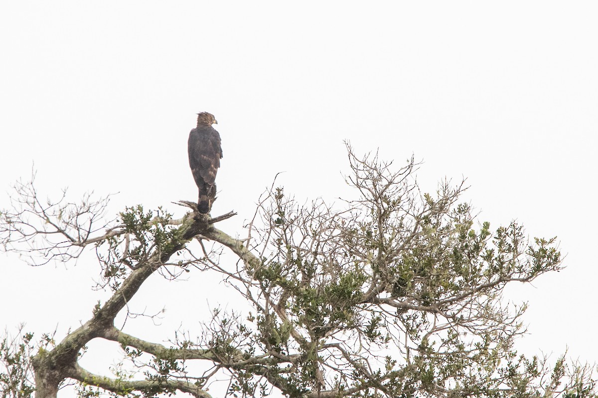 Crowned Eagle - ML641227721