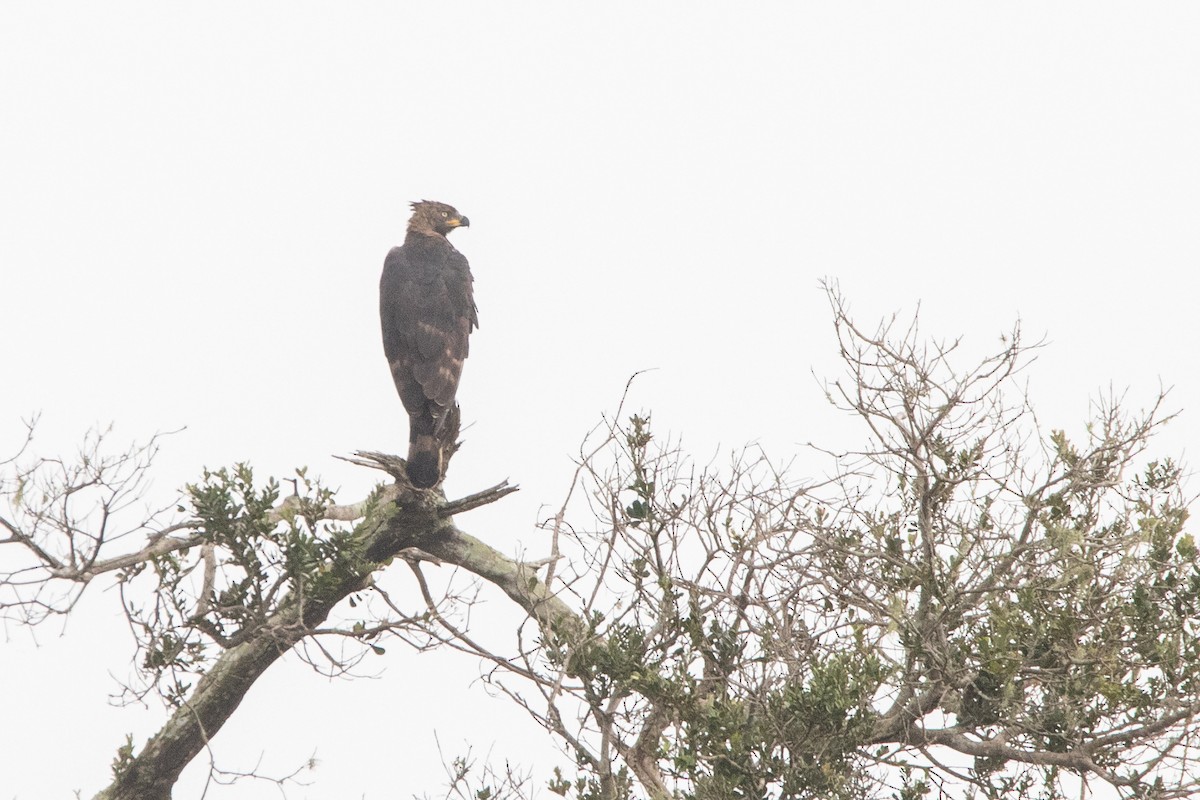Crowned Eagle - ML641227722