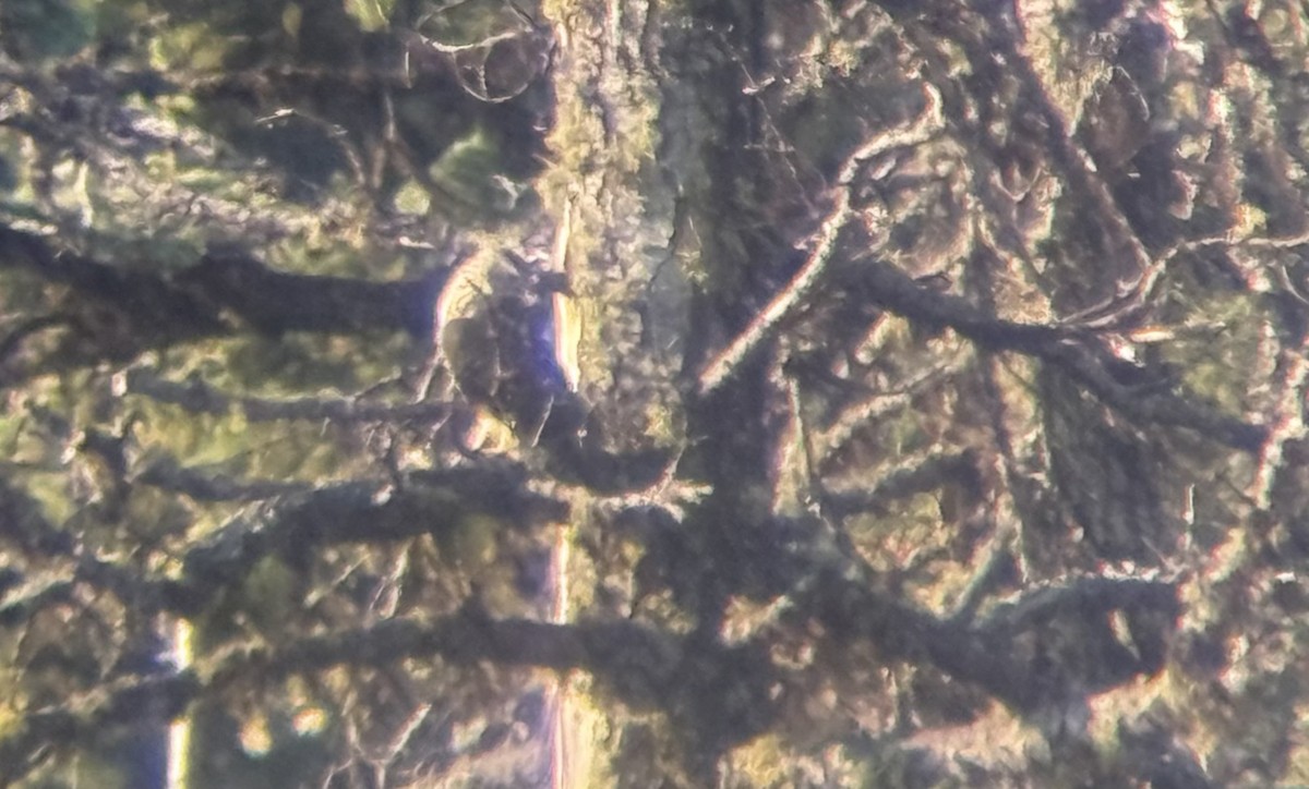 American Goshawk - ML641227731