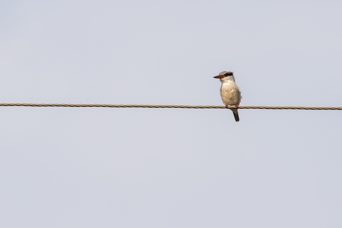 Martin-chasseur strié - ML641227744