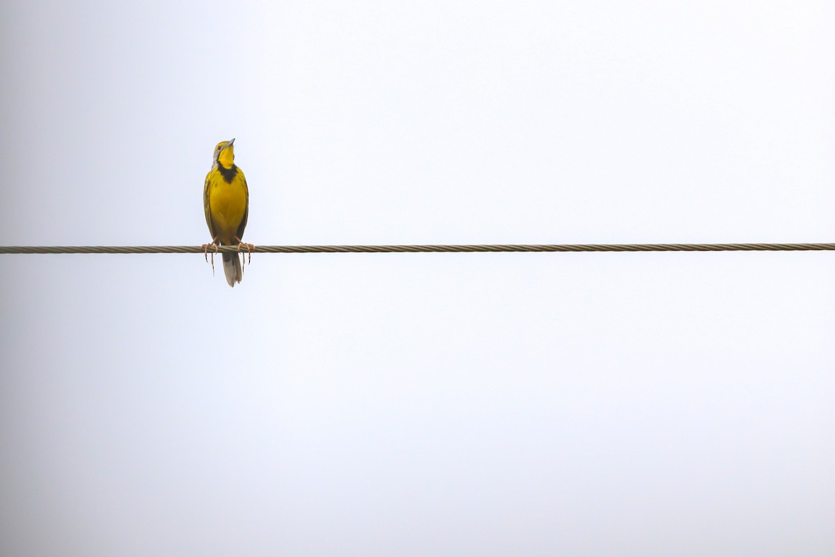 Yellow-throated Longclaw - ML641227750