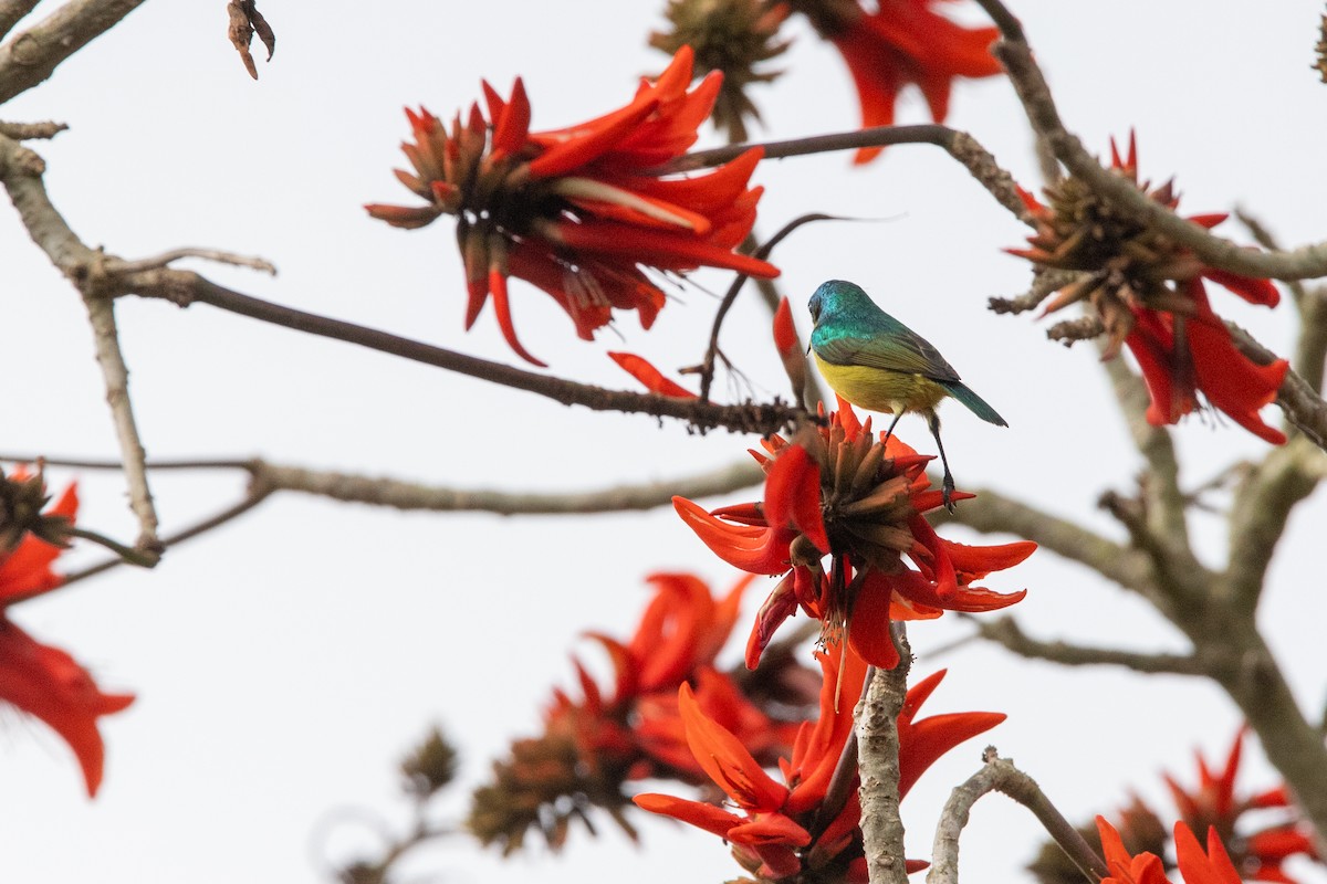 Collared Sunbird - ML641227754
