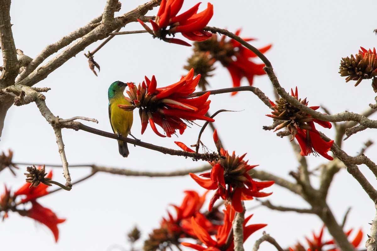 Collared Sunbird - ML641227755