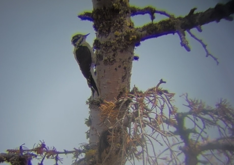American Three-toed Woodpecker (Rocky Mts.) - ML641227756