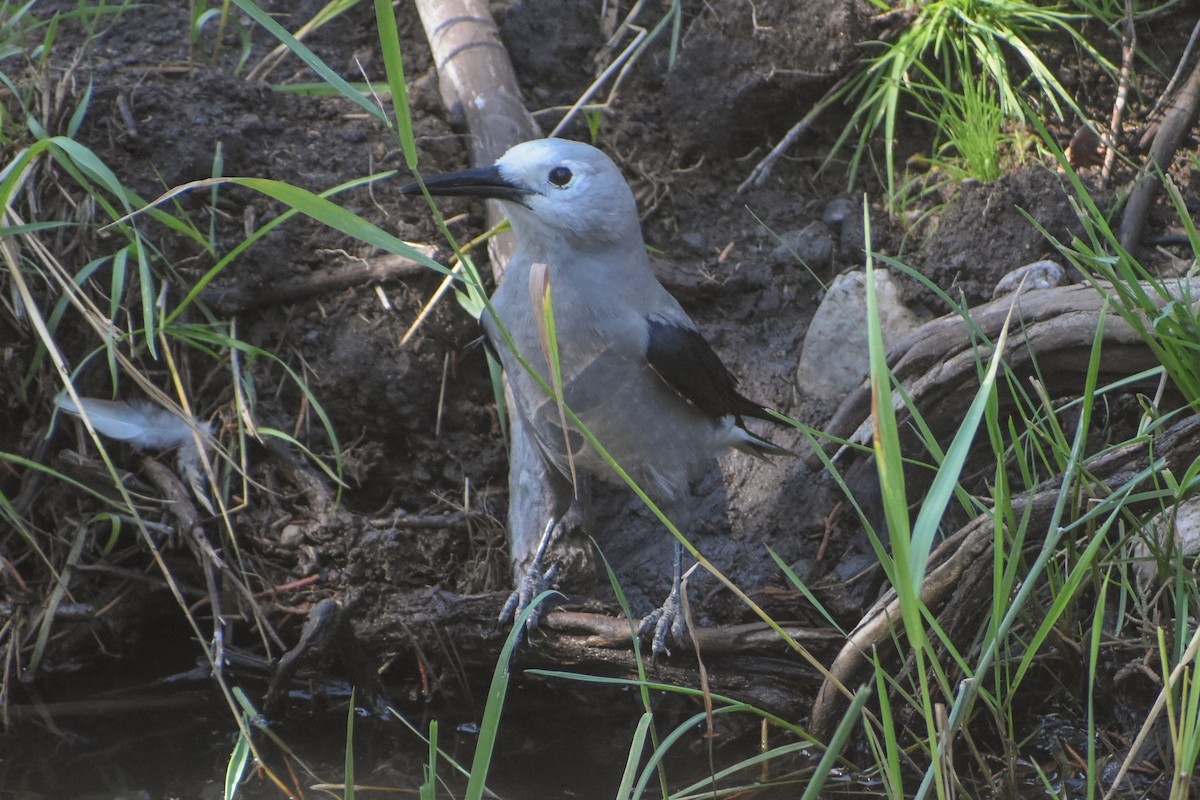 Clark's Nutcracker - ML641227777