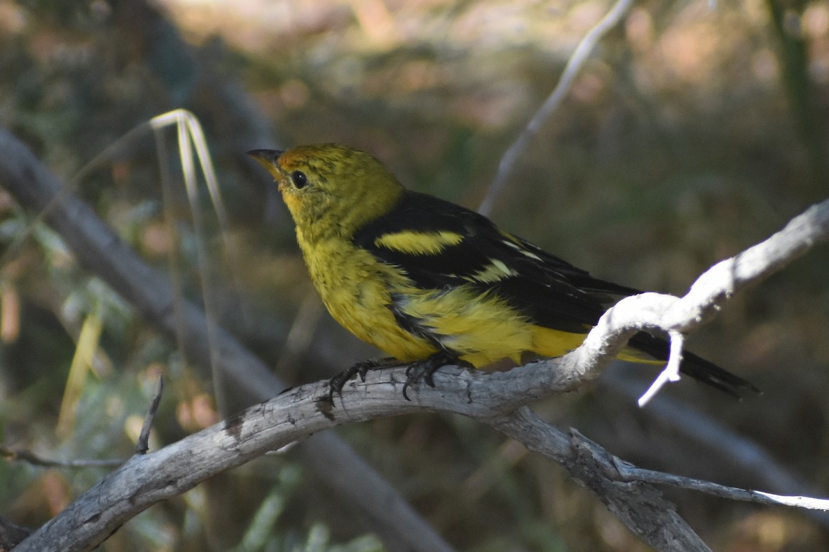 Western Tanager - ML641227784