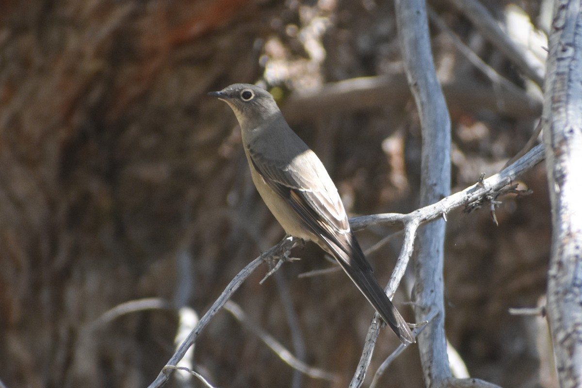Townsend's Solitaire - ML641227786